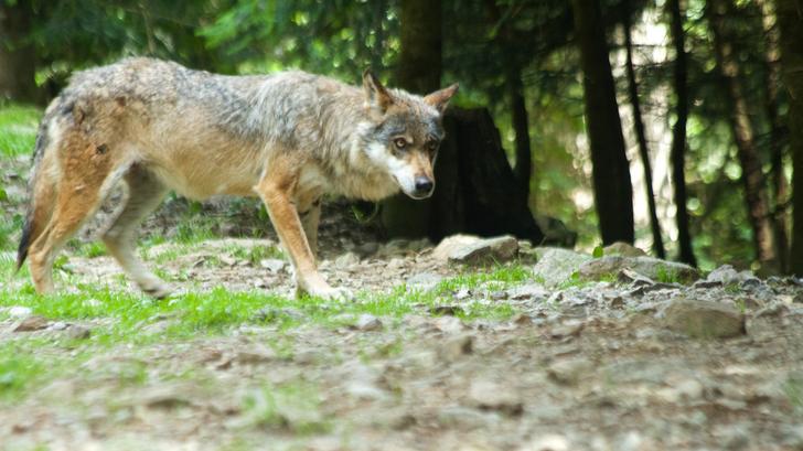 Photo d’illustration d’un loup dans les Alpes françaises dans le Parc national du Mercantour.