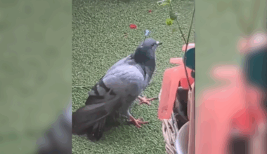 un pigeon filmé titubant avec une fléchette dans la tête en Essonne, indignation des internautes