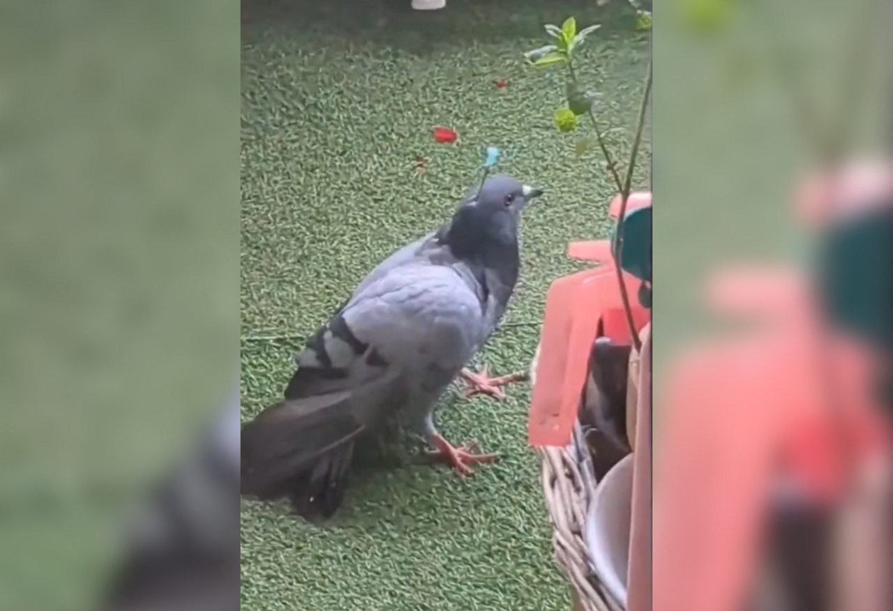 un pigeon filmé titubant avec une fléchette dans la tête en Essonne, indignation des internautes