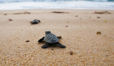 une cinquantaine de bébés tortues sont nés à Sanary-sur-Mer