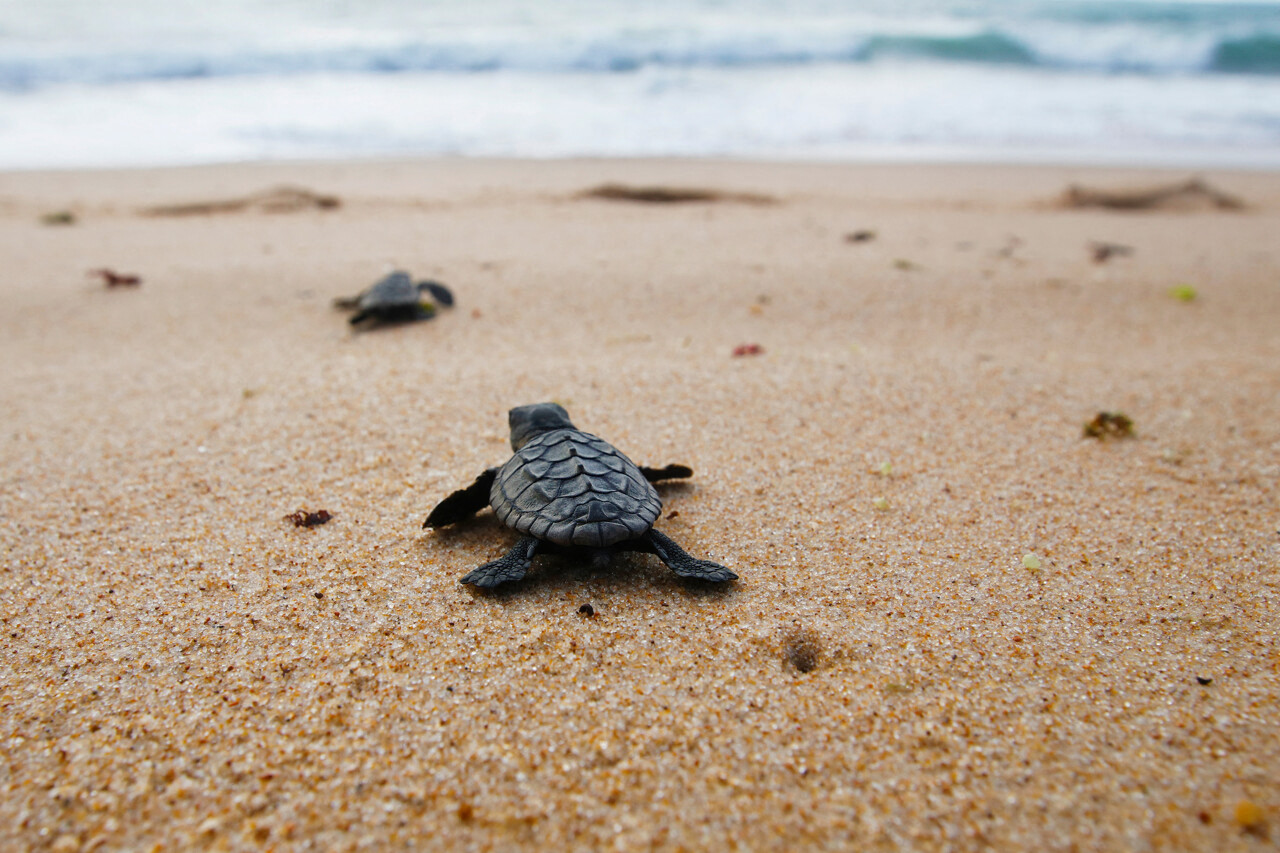 une cinquantaine de bébés tortues sont nés à Sanary-sur-Mer