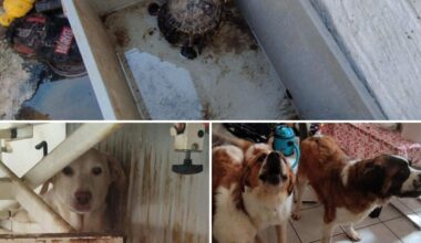 des chiens et des tortues détenus dans des conditions insalubres à Tourcoing