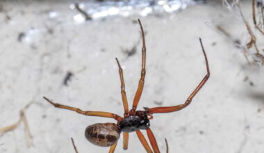 Alerte à la morsure insoutenable: l'araignée la plus dangereuse du Royaume-Uni envahit les habitations