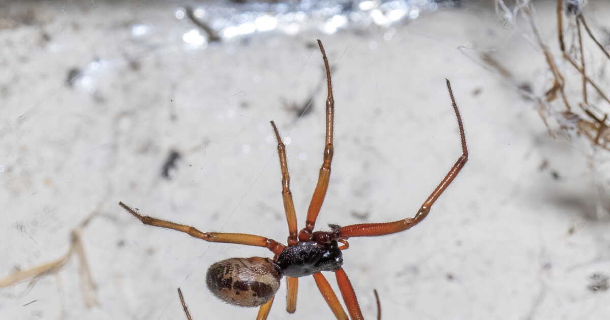 Alerte à la morsure insoutenable: l'araignée la plus dangereuse du Royaume-Uni envahit les habitations