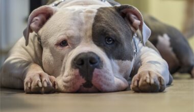 Abandonné sur un balcon en pleine canicule, au milieu de ses excréments, un chien sauvé à Toulouse