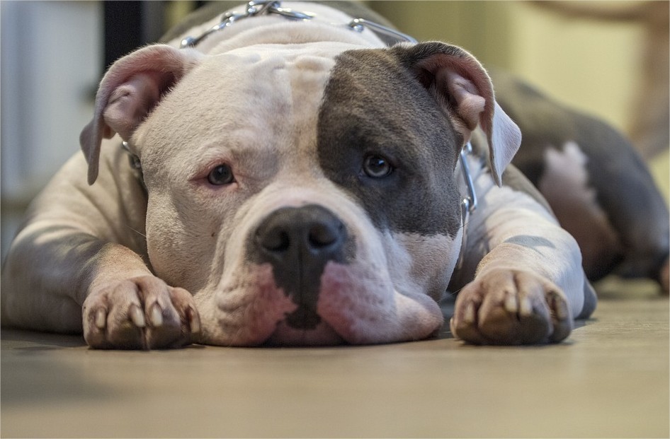 Abandonné sur un balcon en pleine canicule, au milieu de ses excréments, un chien sauvé à Toulouse