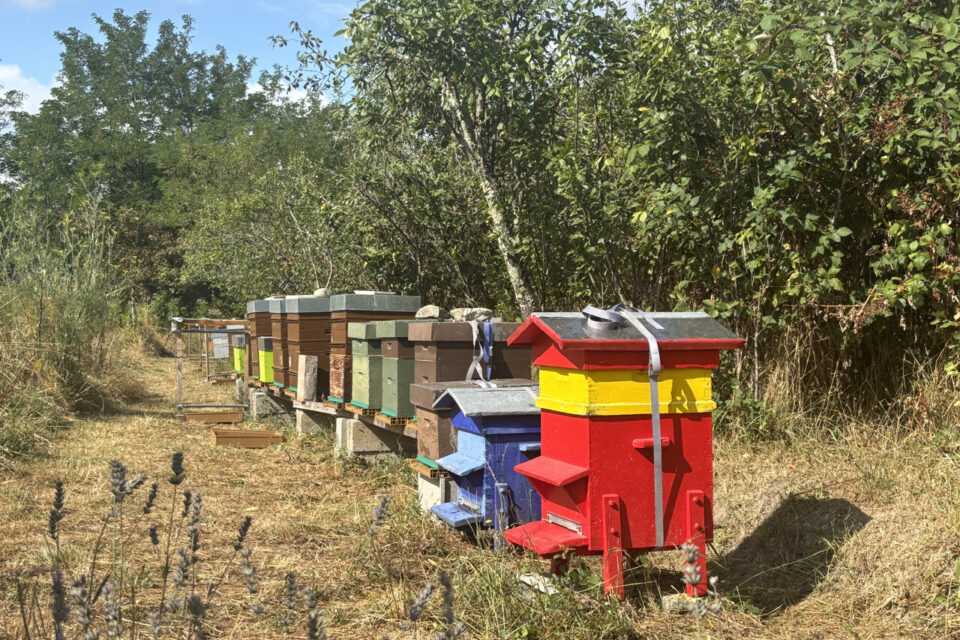 Les ruches de la Miellerie des sables à L'Union près de Toulouse.