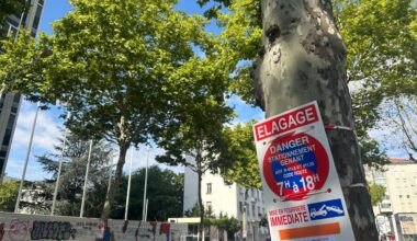 pourquoi ces grands arbres en pleine ville cours Albert Thomas seront bientôt abattus