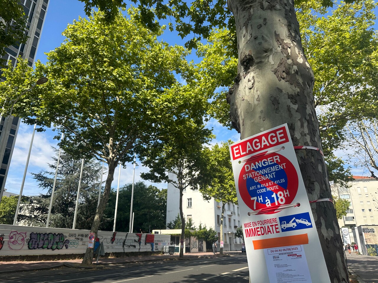 pourquoi ces grands arbres en pleine ville cours Albert Thomas seront bientôt abattus