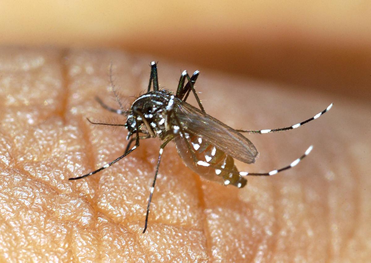 pourquoi 85 000 insectes stériles ont-ils été lâchés à Montpellier ?