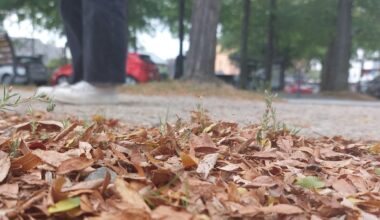 pourquoi les feuilles des arbres tombent déjà