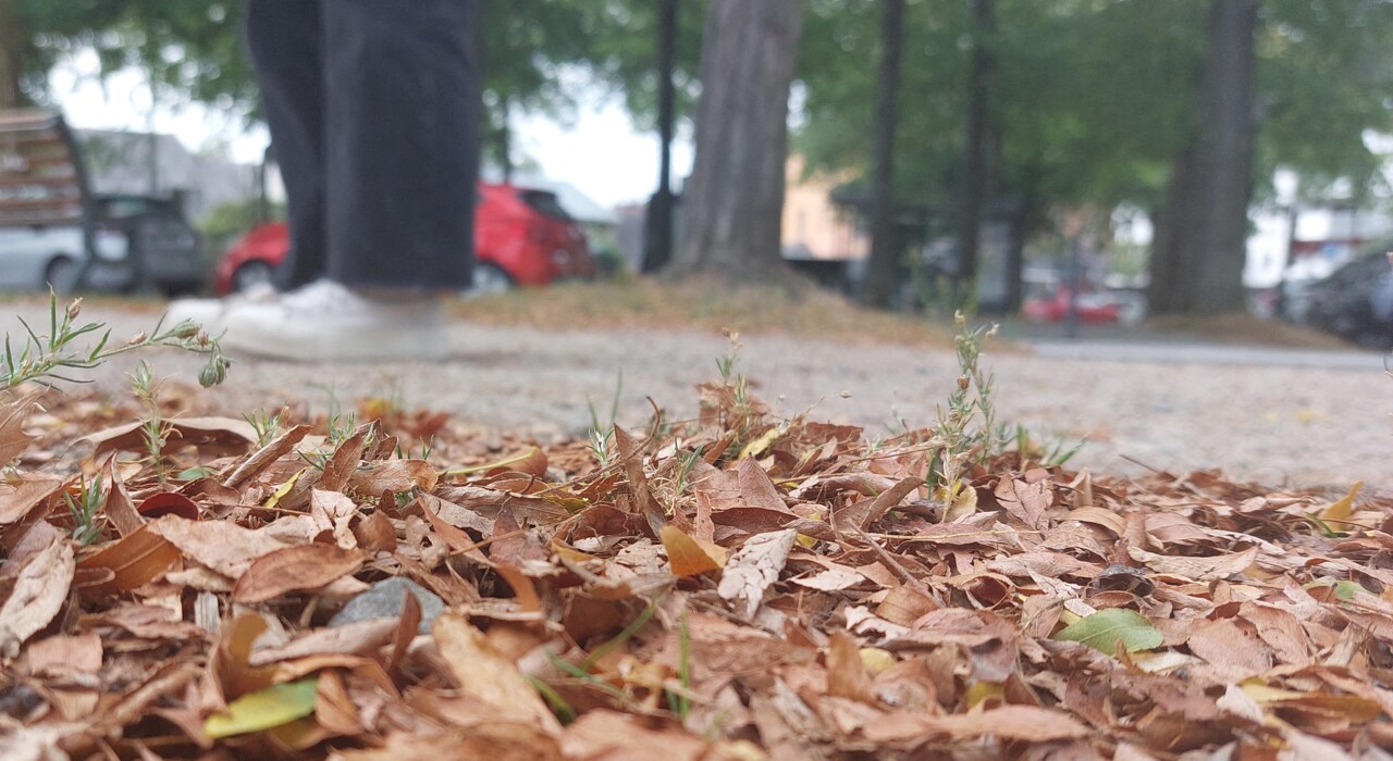 pourquoi les feuilles des arbres tombent déjà