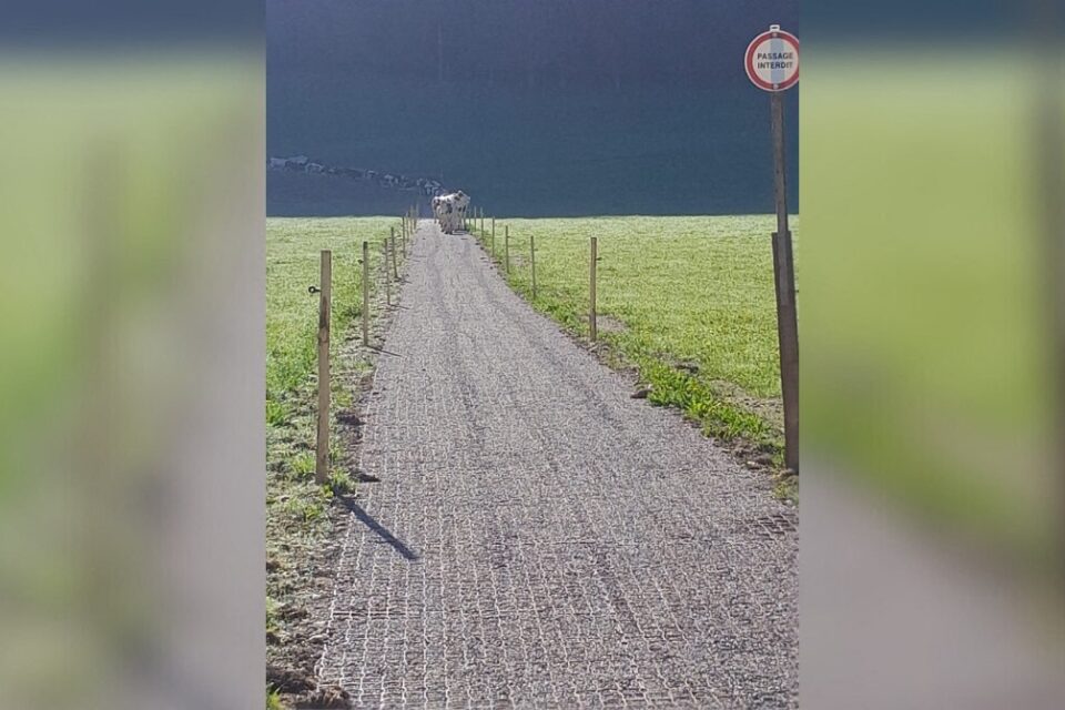 Des caillebotis remplis de gravier aident à stabiliser le chemin d'accès au pâturage, emprunté plusieurs fois par jour par les vaches.