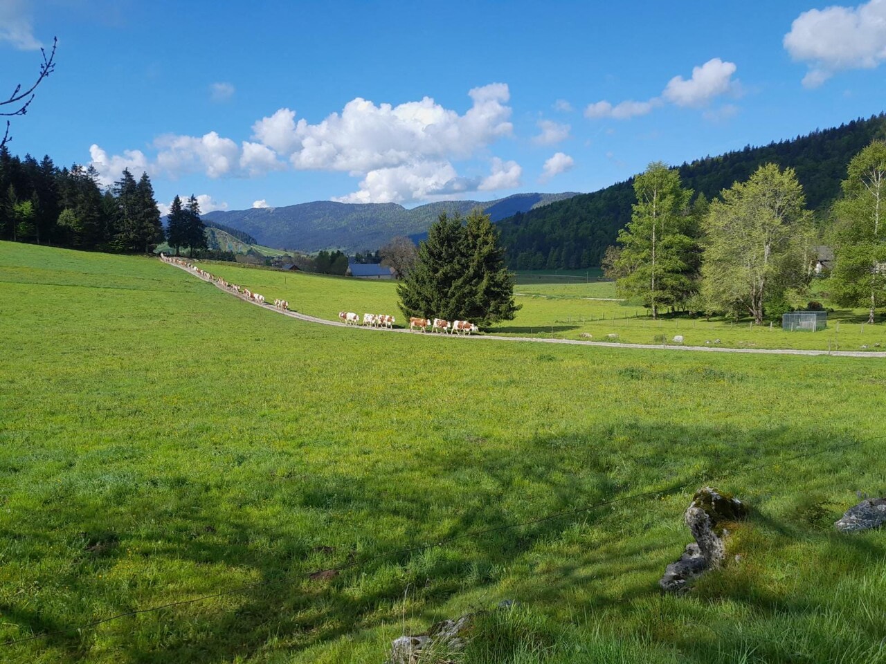 Isère. Ce long chemin au cœur du Vercors est en réalité une "autoroute à vaches"