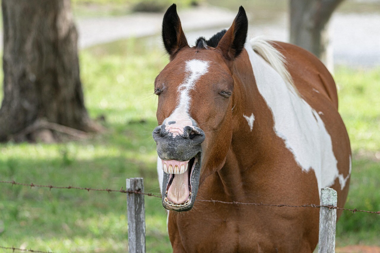La préfecture du Gard appelle à la vigilance après la découverte d'un virus sur un cheval