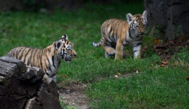 Trois bébés tigres ont été euthanasiés après avoir été délaissés par leur mère, dans un zoo allemand
