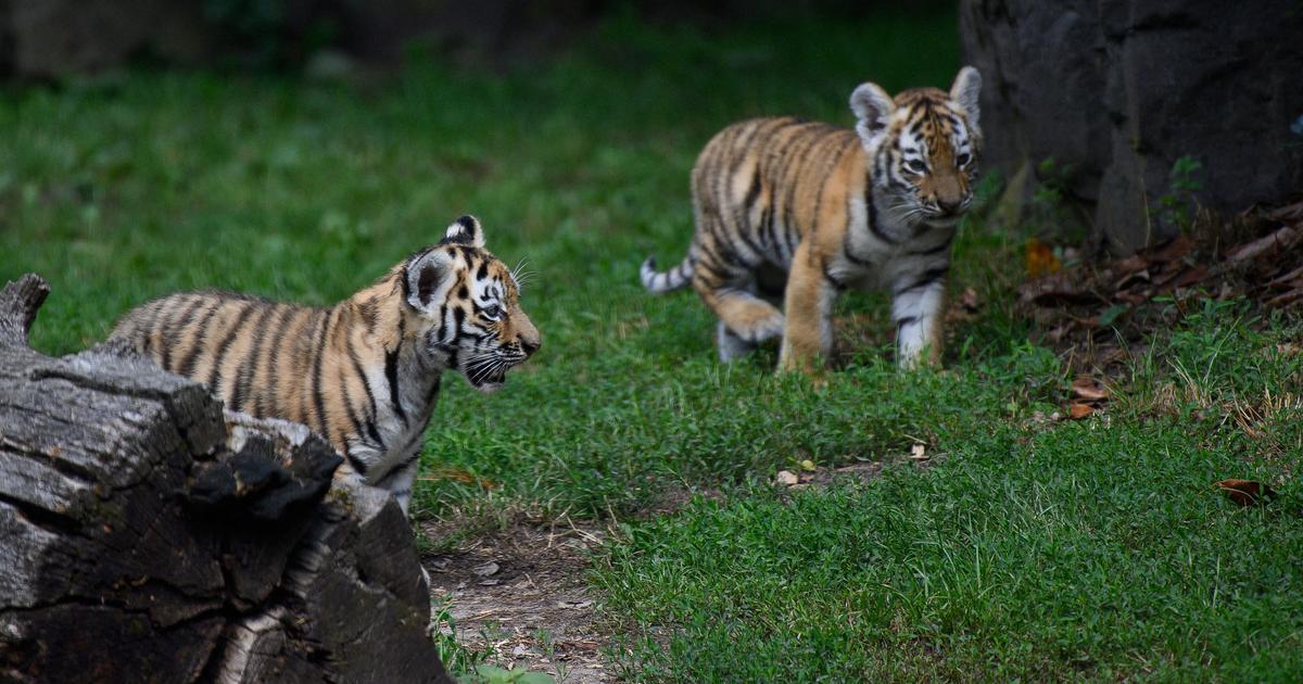 Trois bébés tigres ont été euthanasiés après avoir été délaissés par leur mère, dans un zoo allemand