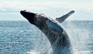 Le chant des baleines s'éteint, et c'est une terrible nouvelle pour la planète
