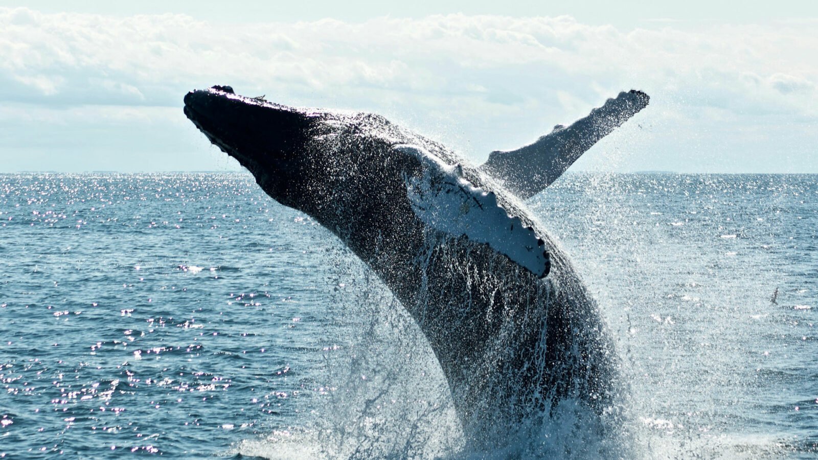 Le chant des baleines s'éteint, et c'est une terrible nouvelle pour la planète