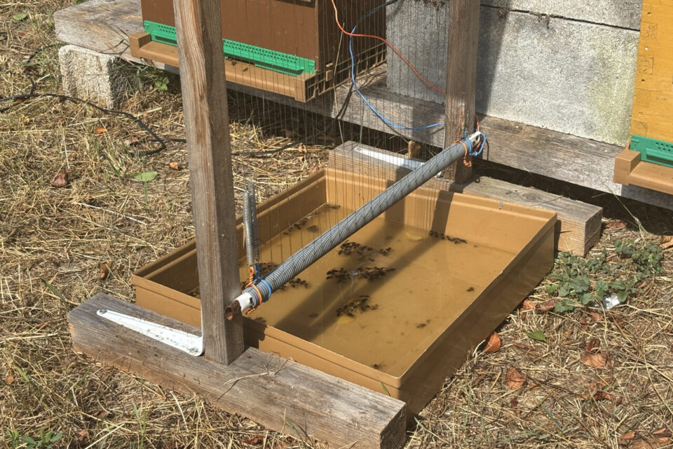 Dans cette bassine d'eau et de liquide vaisselle placée sous les harpes, plusieurs frelons morts stagnes.