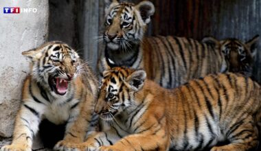 Allemagne : un zoo euthanasie trois tigreaux délaissés par leur mère