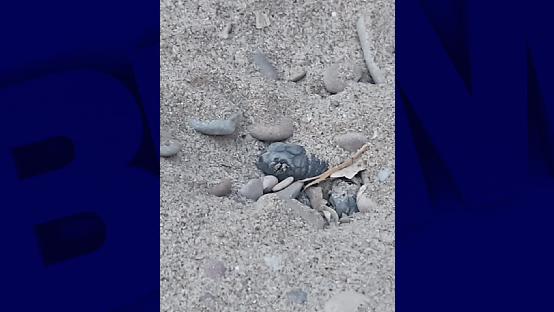Les premiers tortillons sont sortis du sable vers 20h30 ce mardi 19 août.