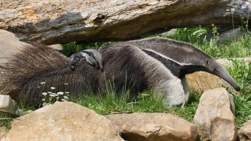 Sur le dos de sa mère Cora, voici le dernier né des fourmiliers géants à Biotropica.