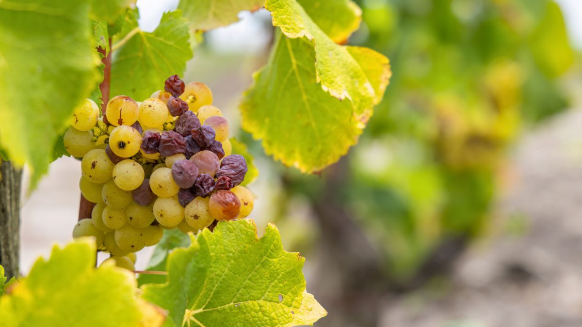 Des grappes de raisin atteintes de botrytis cinerea dans le Sauternes - phbcz