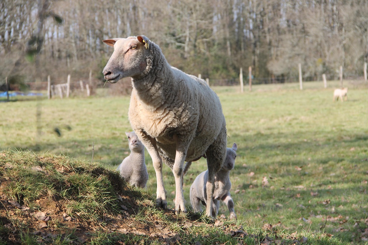 brebis berger sortir dans le pilat paturage © Pixabay