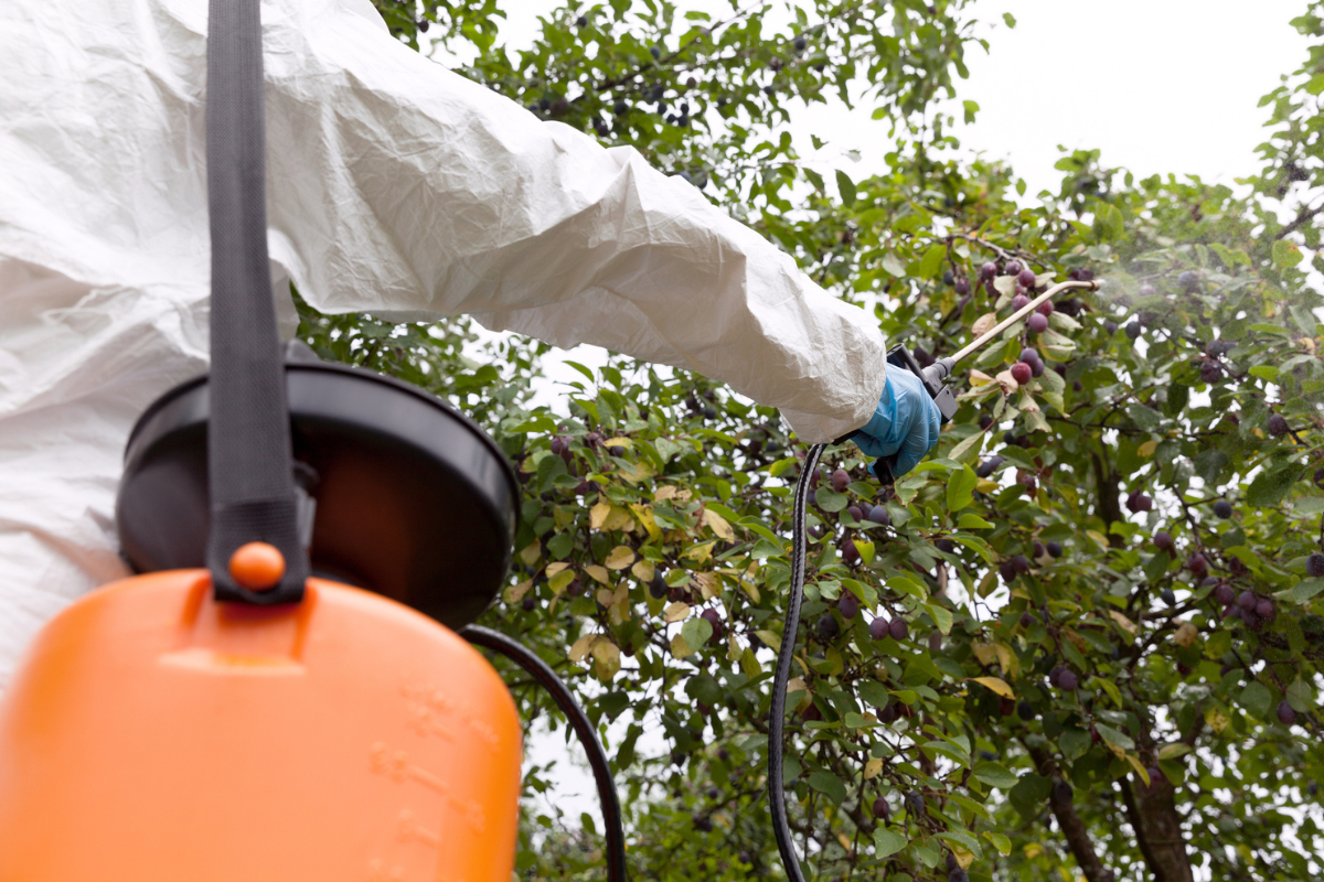 Pesticides : l'UE relève le niveau maximal autorisé dans certains aliments