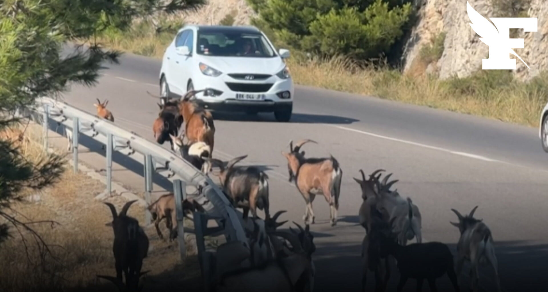 Près de Marseille, un troupeau de 2000 chèvres en liberté amuse et inquiète les habitants