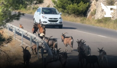 Près de Marseille, un troupeau de 2000 chèvres en liberté amuse et inquiète les habitants
