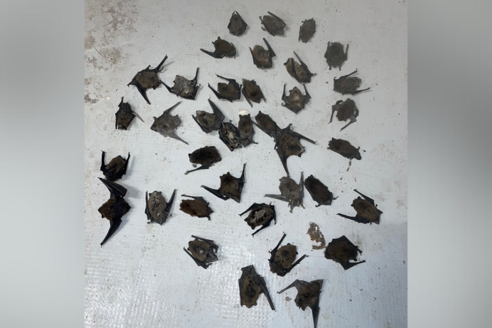 En l'espace de trois ans, 197 cadavres de chauves-souris ont été découverts autour de ce bureau de poste à Nancy.