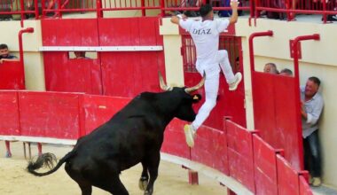Course camarguaise :  le plein de spectacle, d'émotions et de péripéties à Mauguio (Avenir)