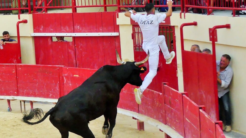 Course camarguaise :  le plein de spectacle, d'émotions et de péripéties à Mauguio (Avenir)