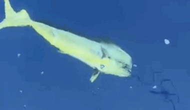 des images rares d’un poisson tropical dans les eaux de Palavas