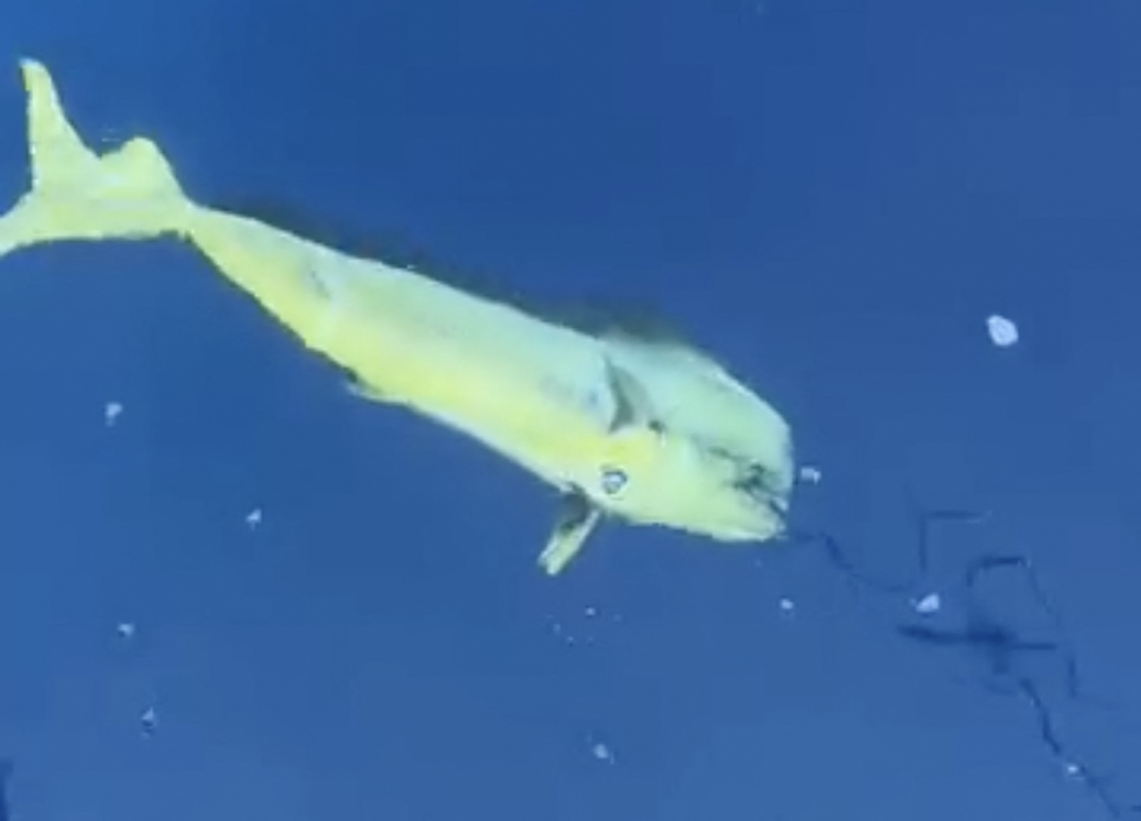 des images rares d’un poisson tropical dans les eaux de Palavas