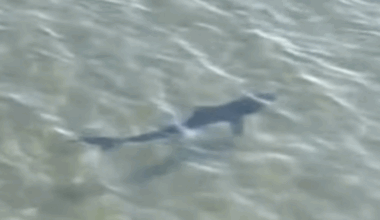 Marseille. Un requin s'aventure près de cette plage très connue, la baignade interdite