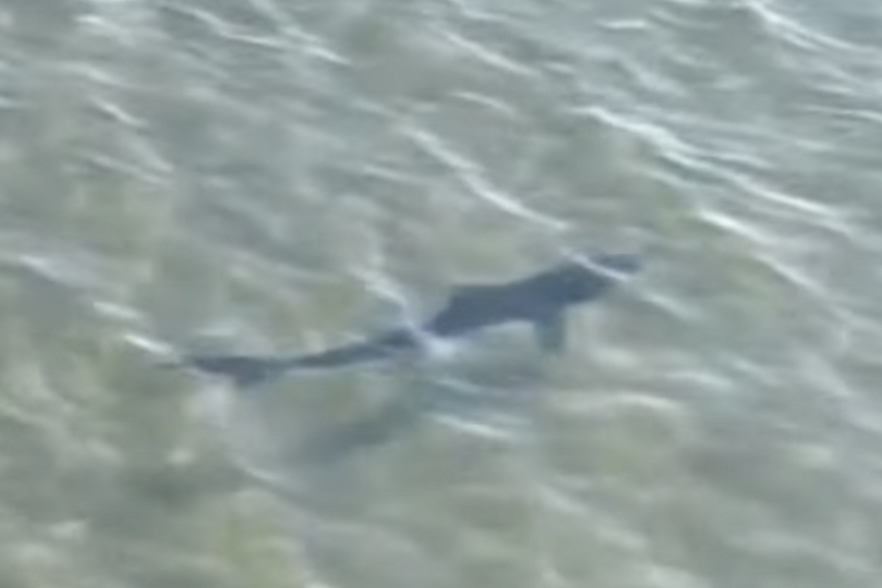 Marseille. Un requin s'aventure près de cette plage très connue, la baignade interdite