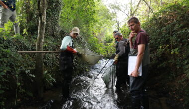 En Ille-et-Vilaine, dans les rivières, les jeunes saumons luttent pour leur survie