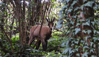 Lyon. Un animal sauvage s'introduit au parc de la Tête d'Or : "Une incroyable rencontre"