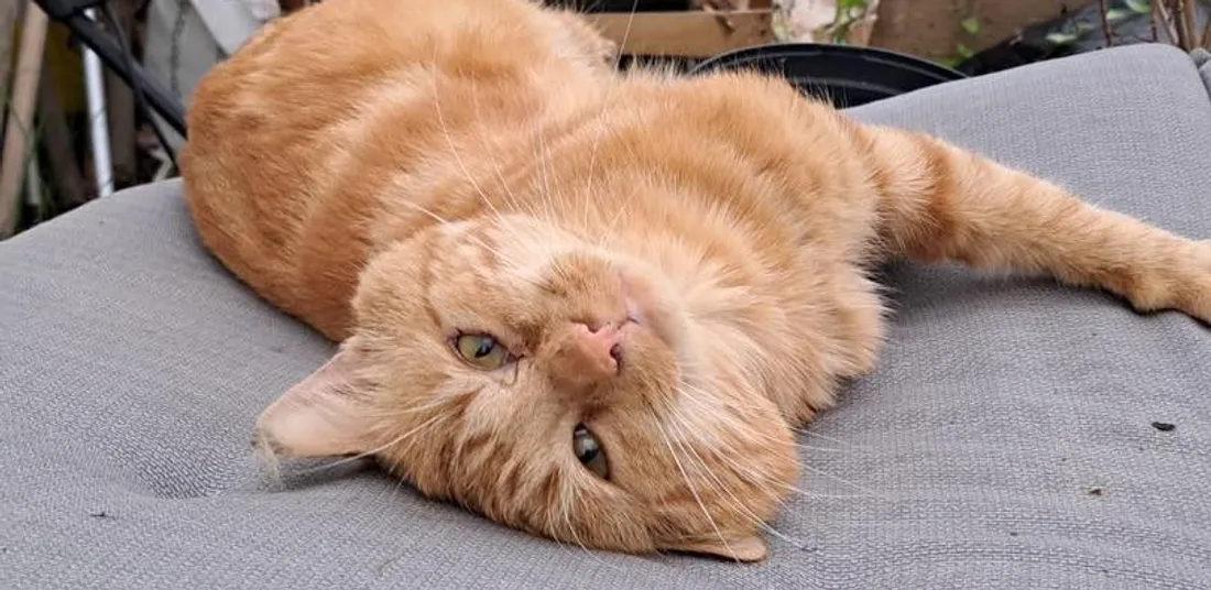 Un chat