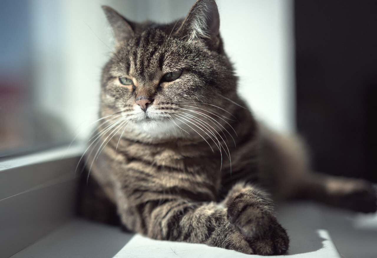 comment les chats pourraient aider à développer de nouveaux traitements