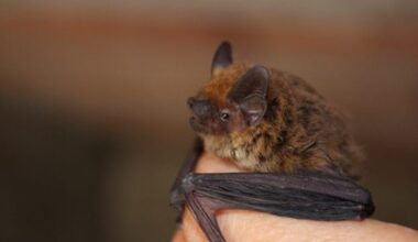 le palais Rohan envahi par… des dizaines de chauves-souris