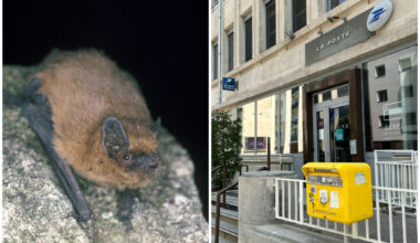 À Nancy, de nombreuses chauves-souris meurent près de ce bureau de poste : voici pourquoi