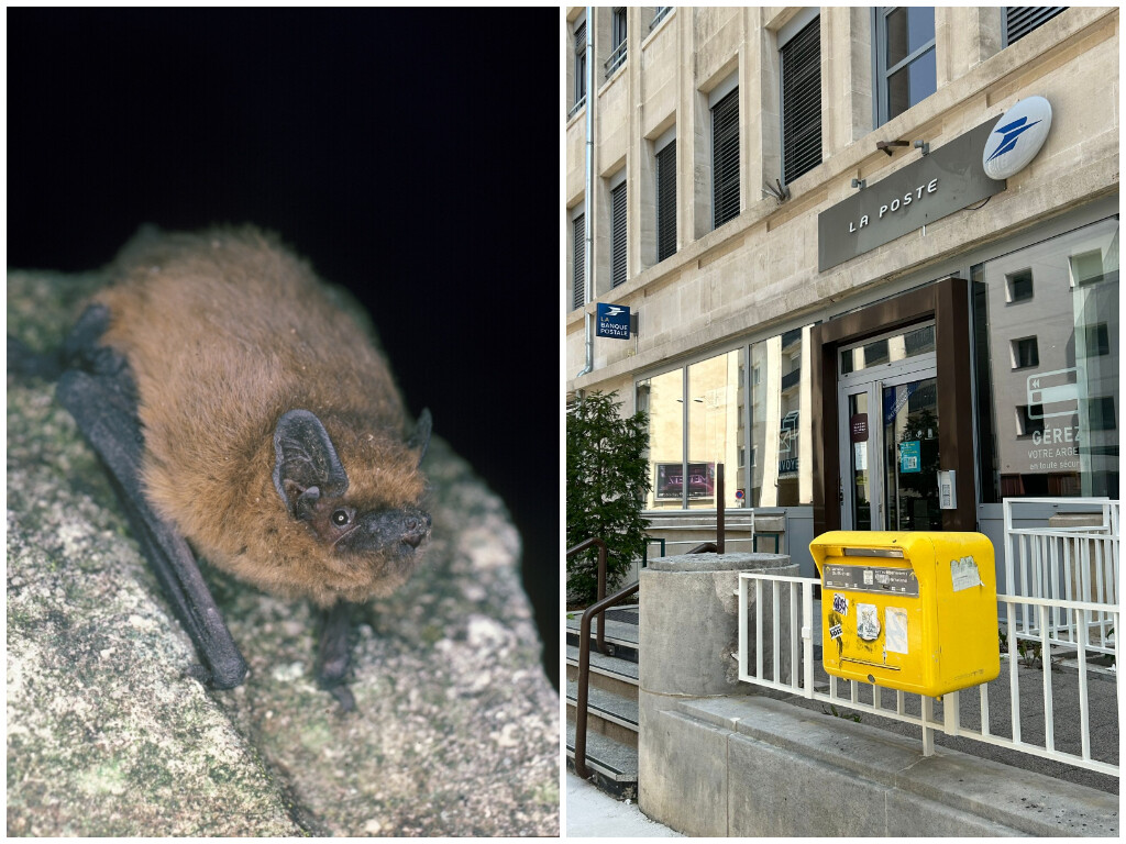 À Nancy, de nombreuses chauves-souris meurent près de ce bureau de poste : voici pourquoi