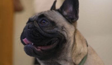 le premier centre de loisirs pour chien est ouvert à Paris