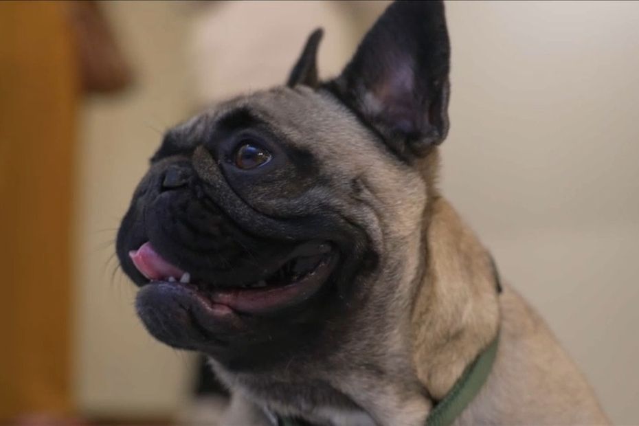 le premier centre de loisirs pour chien est ouvert à Paris