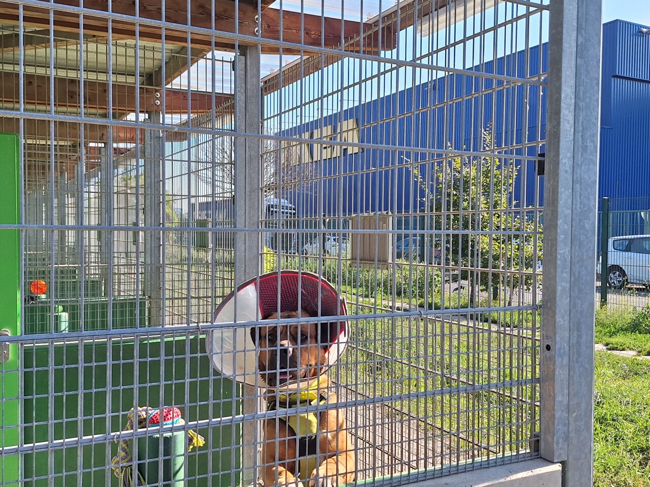 la SPA de Strasbourg dérangée par un "bruit strident" provenant d'IKEA