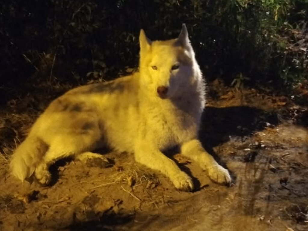 un chien meurt après avoir été frappé en pleine rue